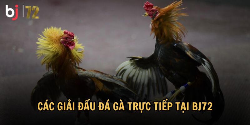 Tổng hợp các giải đấu đá gà trực tiếp tại BJ72