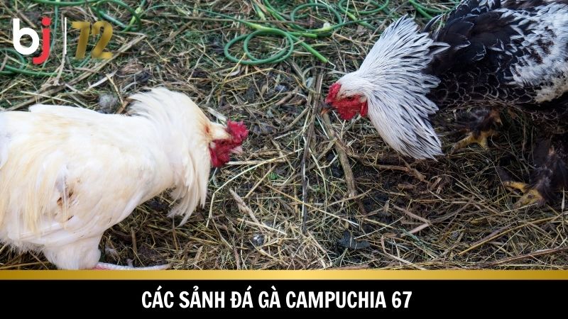 Đa dạng sảnh cược khi chơi 