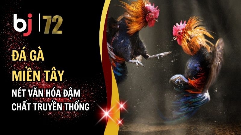 Đá Gà Miền Tây: Nét Văn Hóa Đậm Chất Truyền Thống