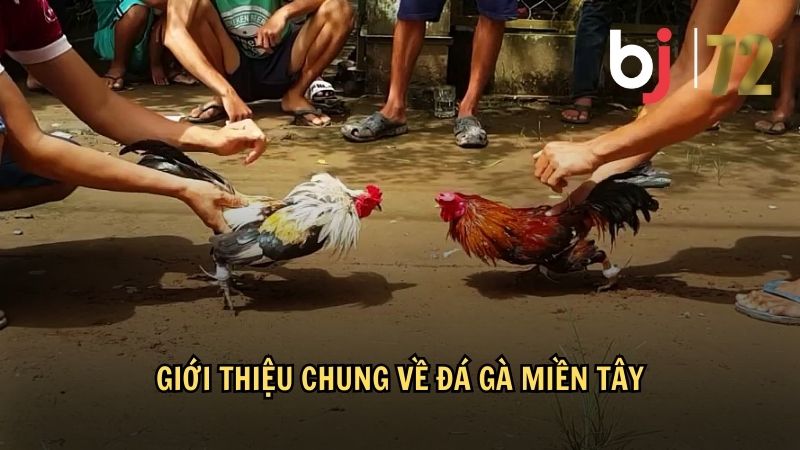 Giới thiệu chung về đá gà miền Tây