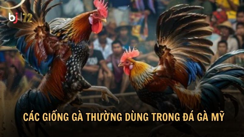 Các giống gà thường dùng trong đá gà Mỹ