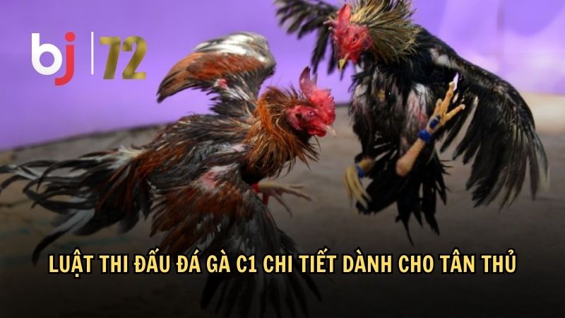 Luật thi đấu đá gà C1 chi tiết dành cho tân thủ