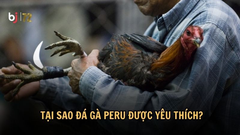 Tại sao đá gà Peru được yêu thích?