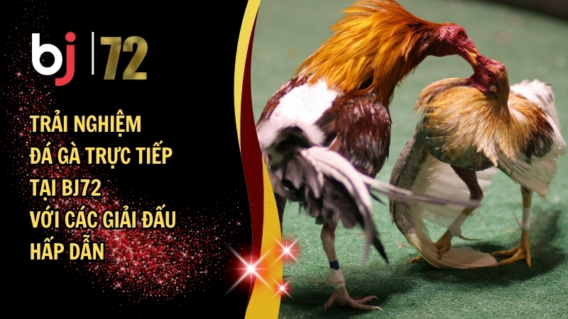 Trải nghiệm đá gà trực tiếp BJ72 với các giải đấu hấp dẫn